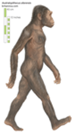 Fam­i­ly Ho­mi­ni­dae …­(de­bat­ed), Gen­us Australopithecus